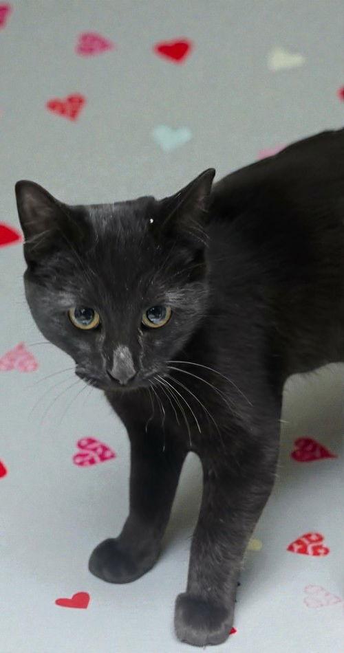 Enlarge Ember, a Adoptable Domestic Short Hair in Sullivan, IN image 2/2