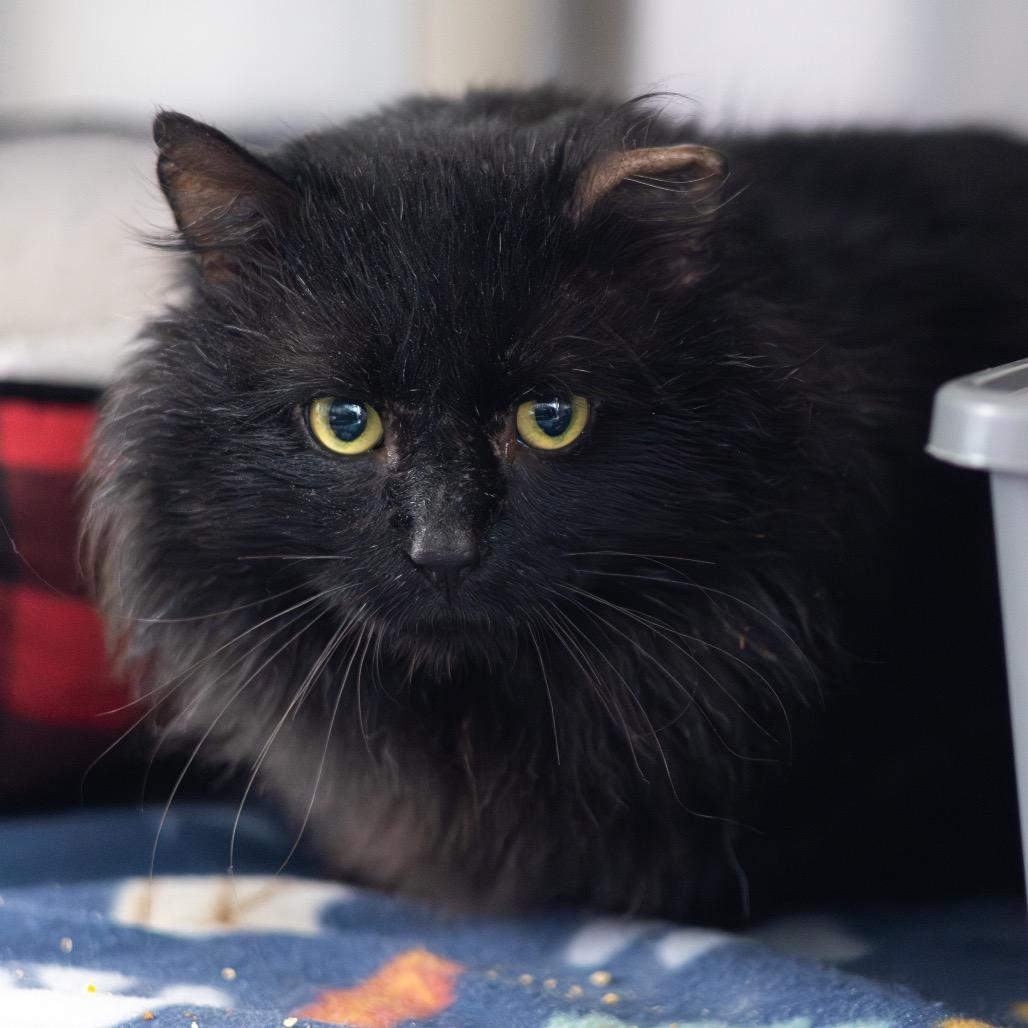 Regal — thumbnail 2