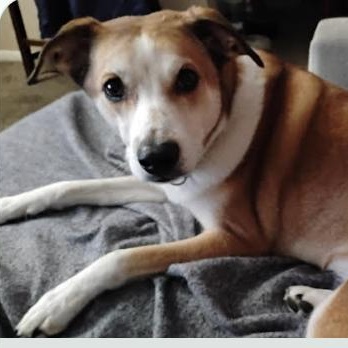 Churro , ADOPTABLE, Adult Male Husky.