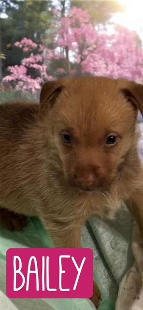 BAILEY, a Adoptable mixed breed in Dallas, TX image 2/3