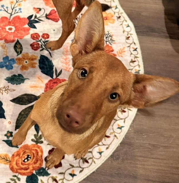 BAILEY, Adoptable, Puppy Female Border Collie & Pomeranian.