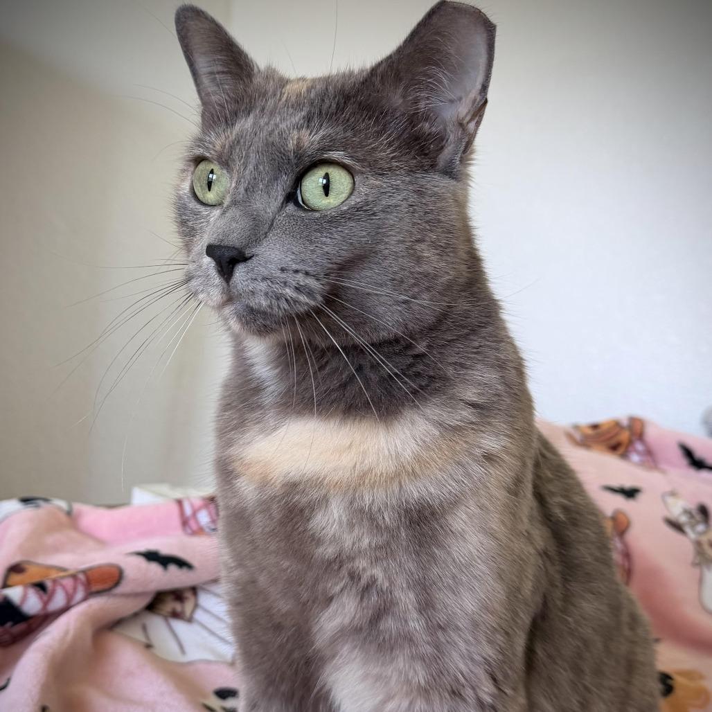 Enlarge Rose, a Adoptable Domestic Short Hair in Portland, OR image 3/3