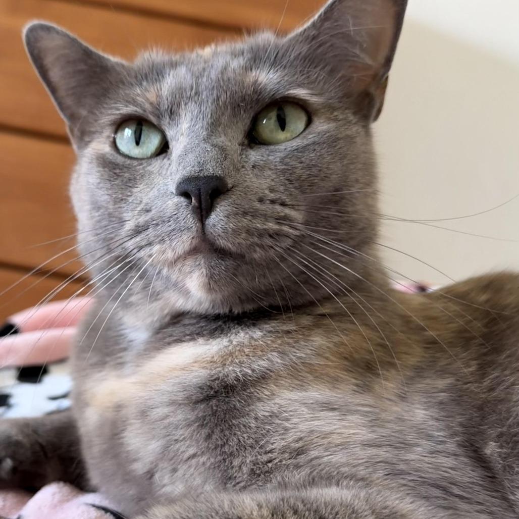 Enlarge Rose, a Adoptable Domestic Short Hair in Portland, OR image 2/3