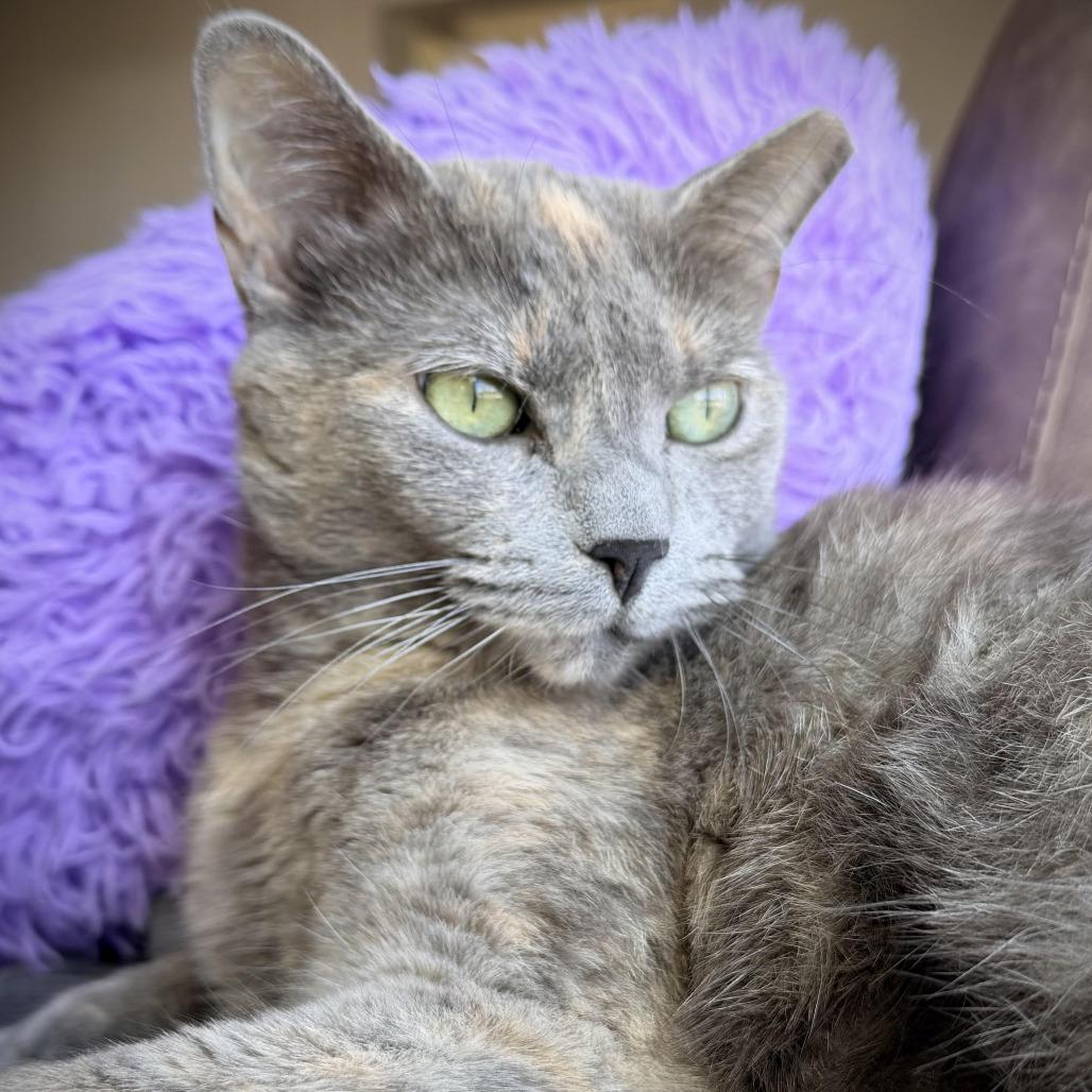 Rose, Adoptable, Adult Female Domestic Short Hair.