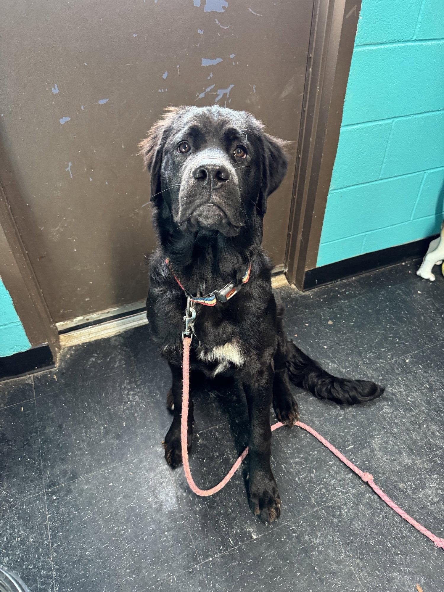 Nikita, Adopted, Young Female Saint Bernard & Great Dane.