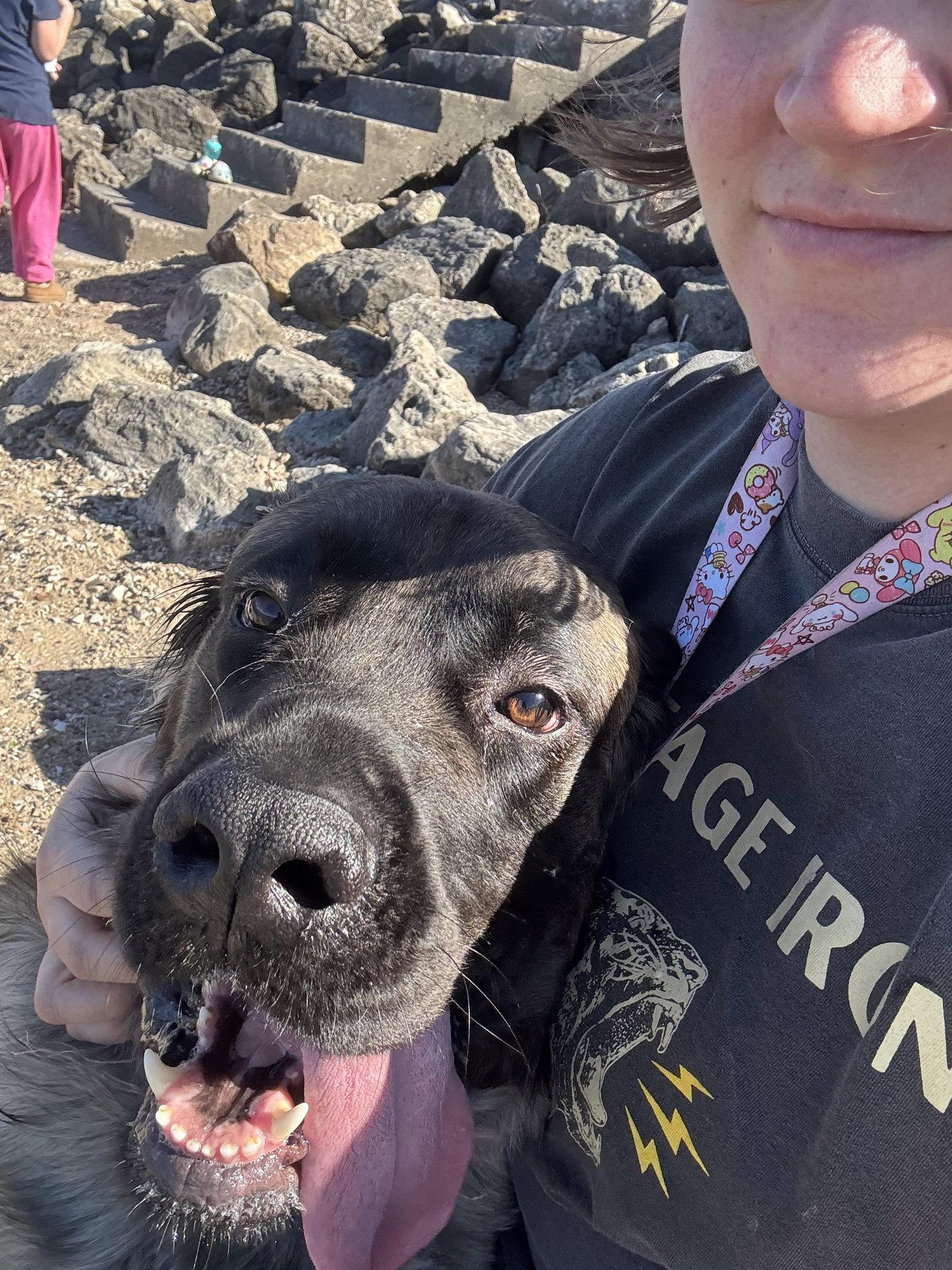 Enlarge Nikita, a Adopted mixed breed in Chambersburg, PA image 2/2