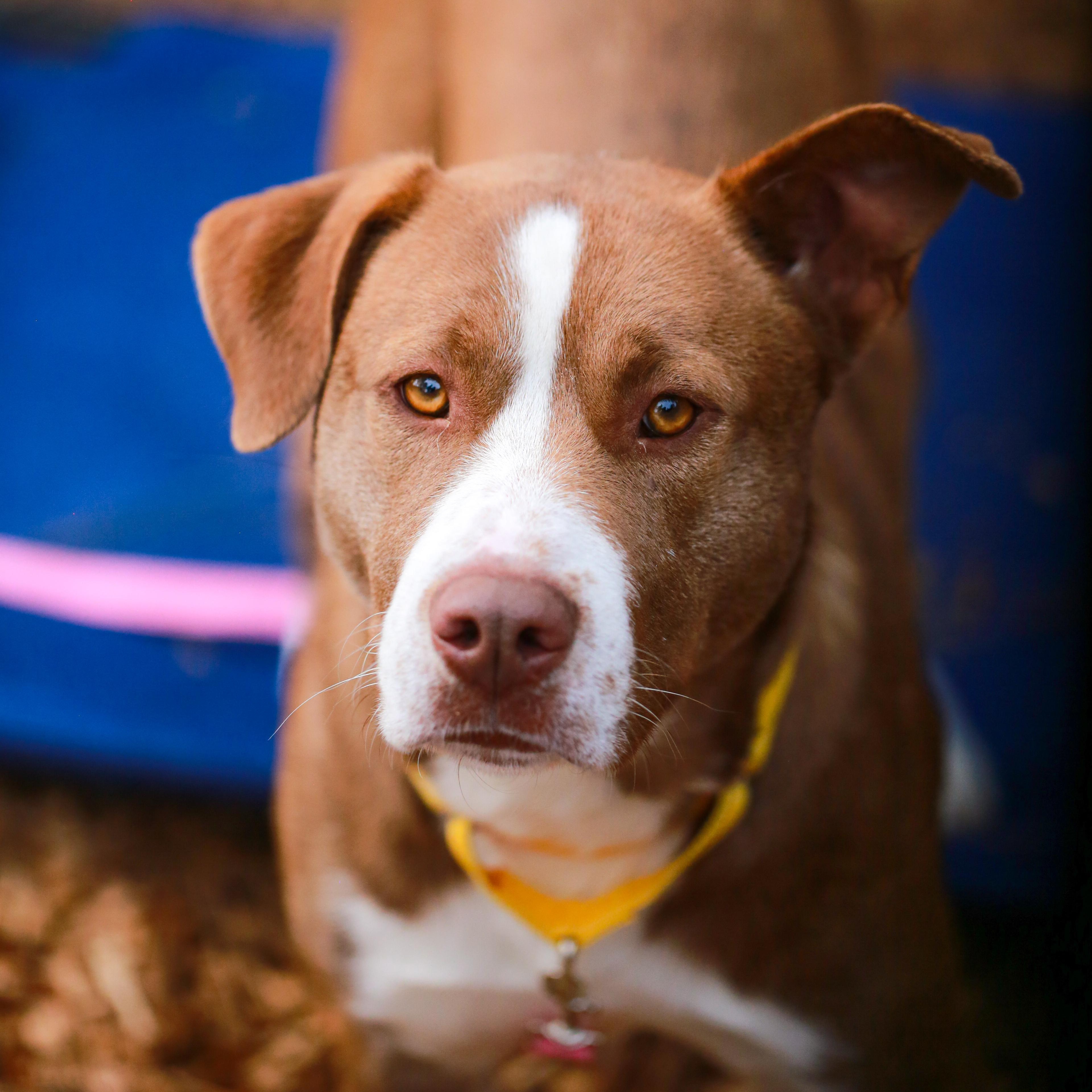 Frog- Gentle Boy, ADOPTABLE, Adult Male American Staffordshire Terrier.