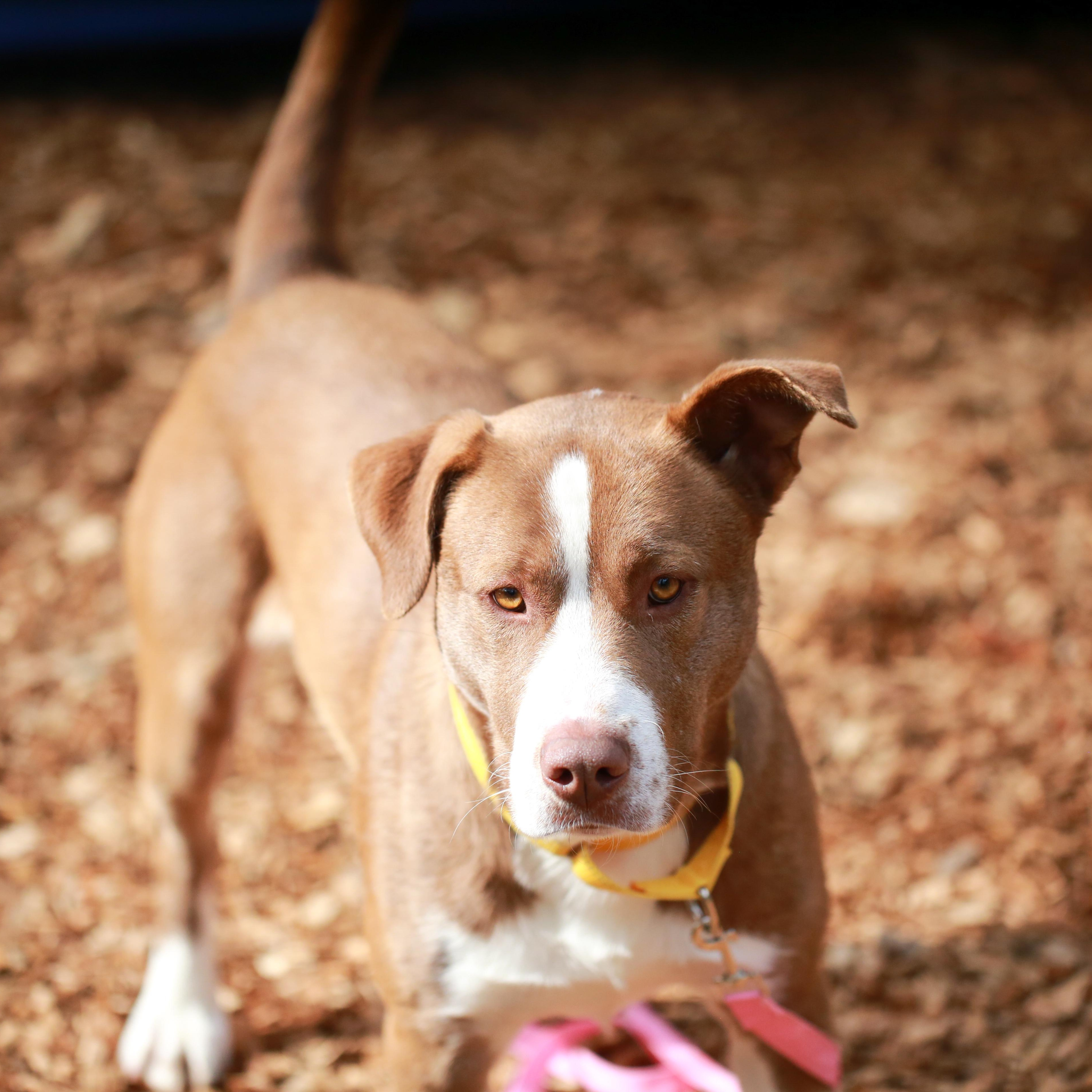 Enlarge Frog- Gentle Boy, a ADOPTABLE American Staffordshire Terrier in Grass Valley, CA image 4/4