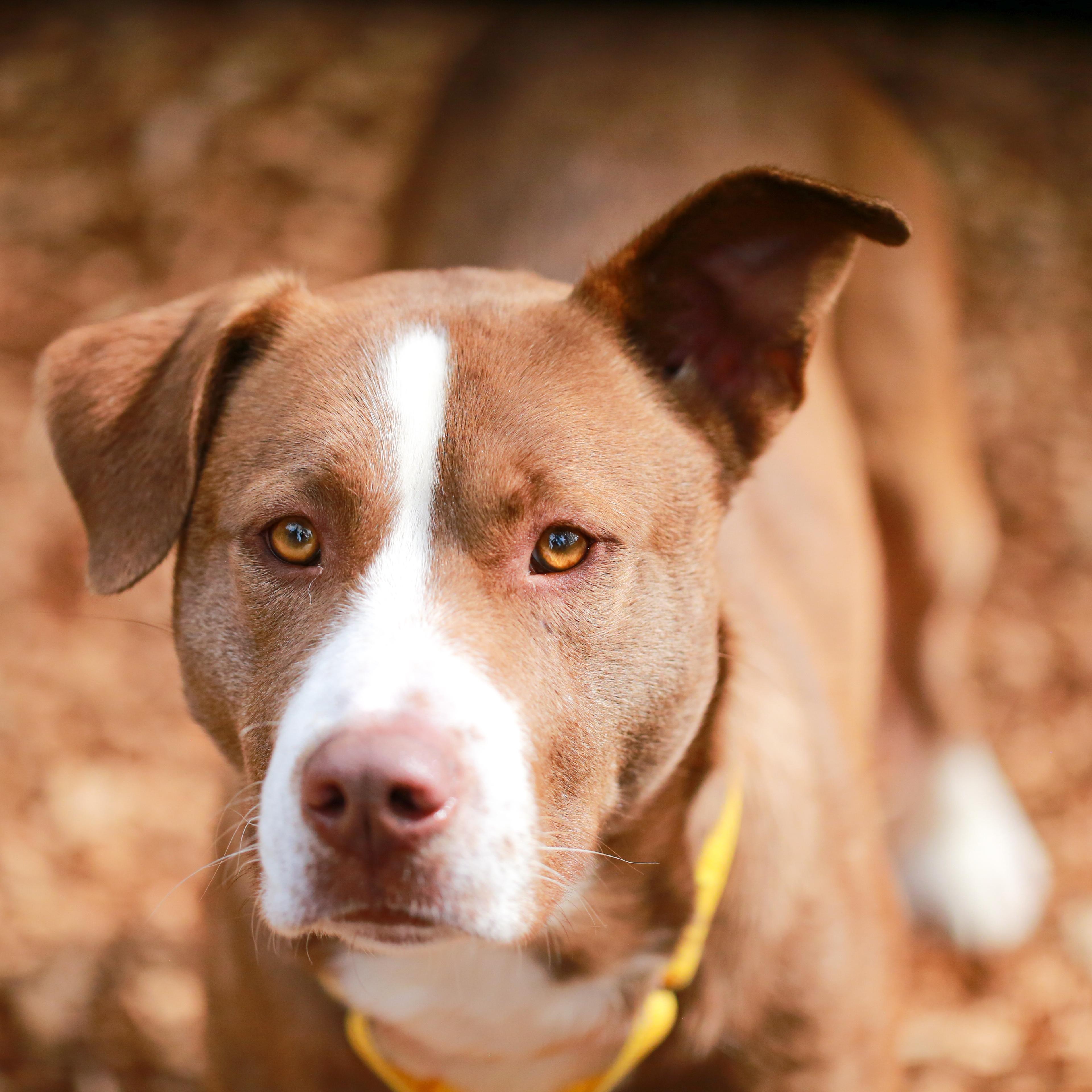 Enlarge Frog- Gentle Boy, a ADOPTABLE American Staffordshire Terrier in Grass Valley, CA image 2/4