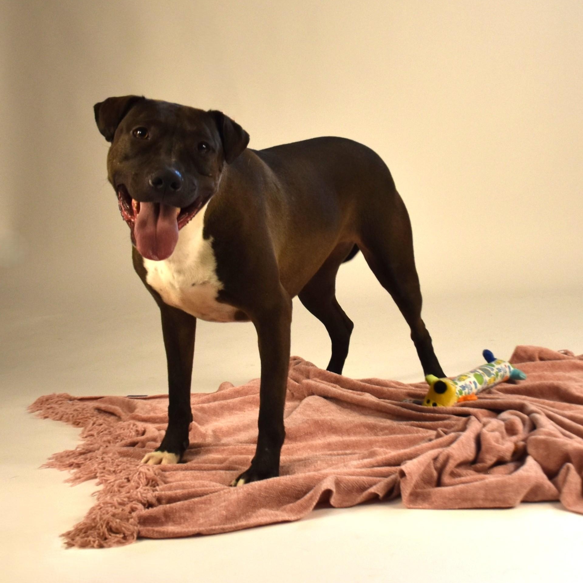 Reesie, a Adoptable mixed breed in Simsbury, CT image 2/5