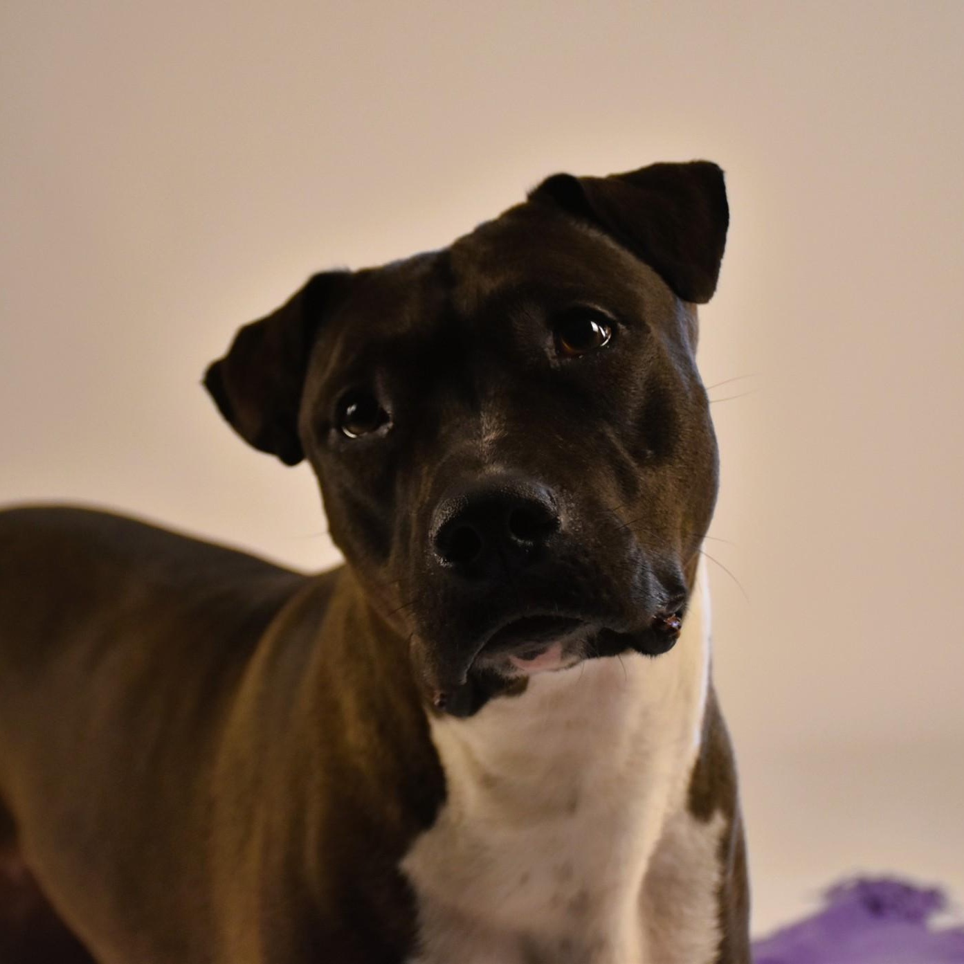 Reesie, Adoptable, Young Female Terrier.