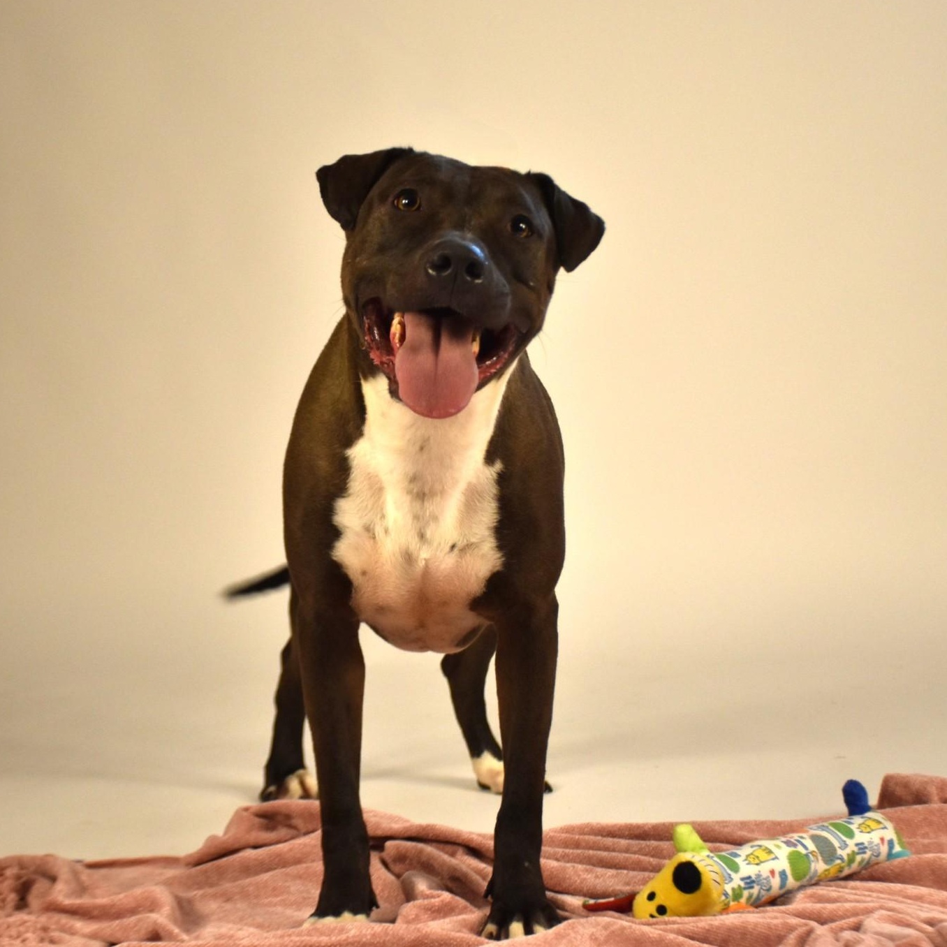 Reesie, a Adoptable mixed breed in Simsbury, CT image 3/5