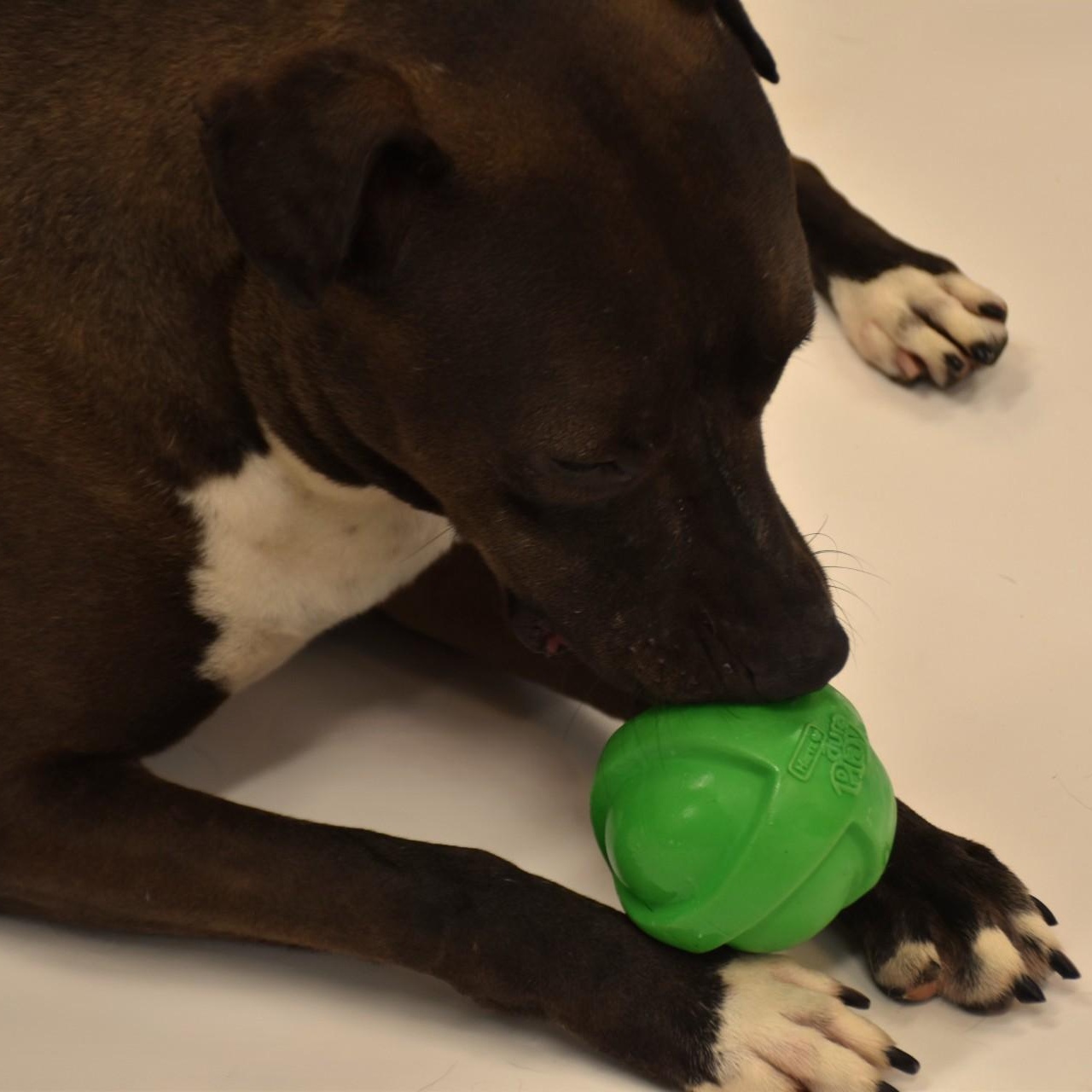 Reesie, a Adoptable mixed breed in Simsbury, CT image 4/5