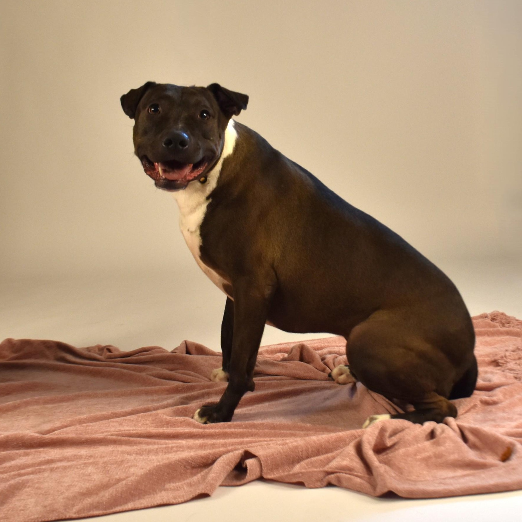 Reesie, a Adoptable mixed breed in Simsbury, CT image 5/5