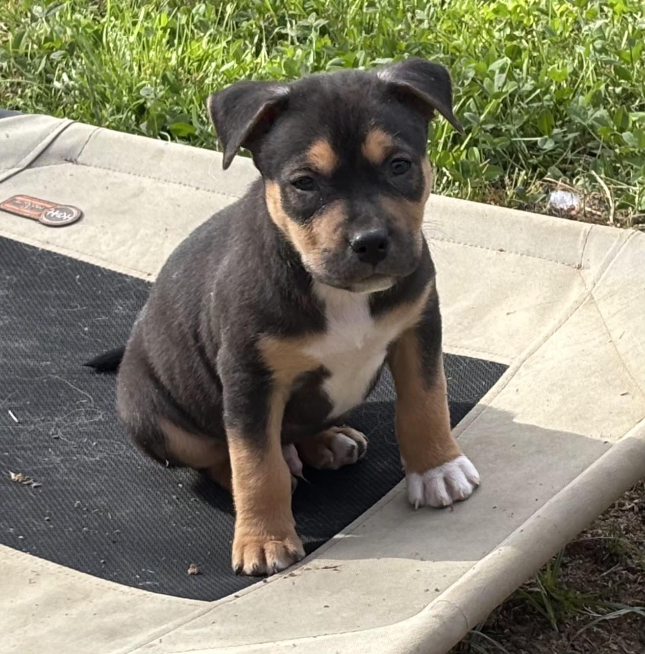 Enlarge Denver, an adopted mixed breed in Dallas, TX image 1/6