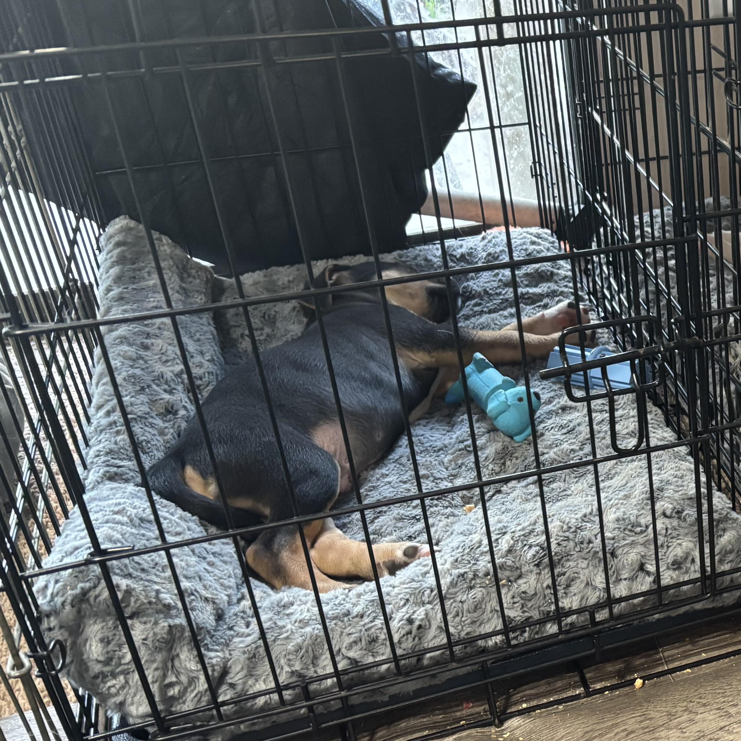 Enlarge Denver, an adopted mixed breed in Dallas, TX image 5/6