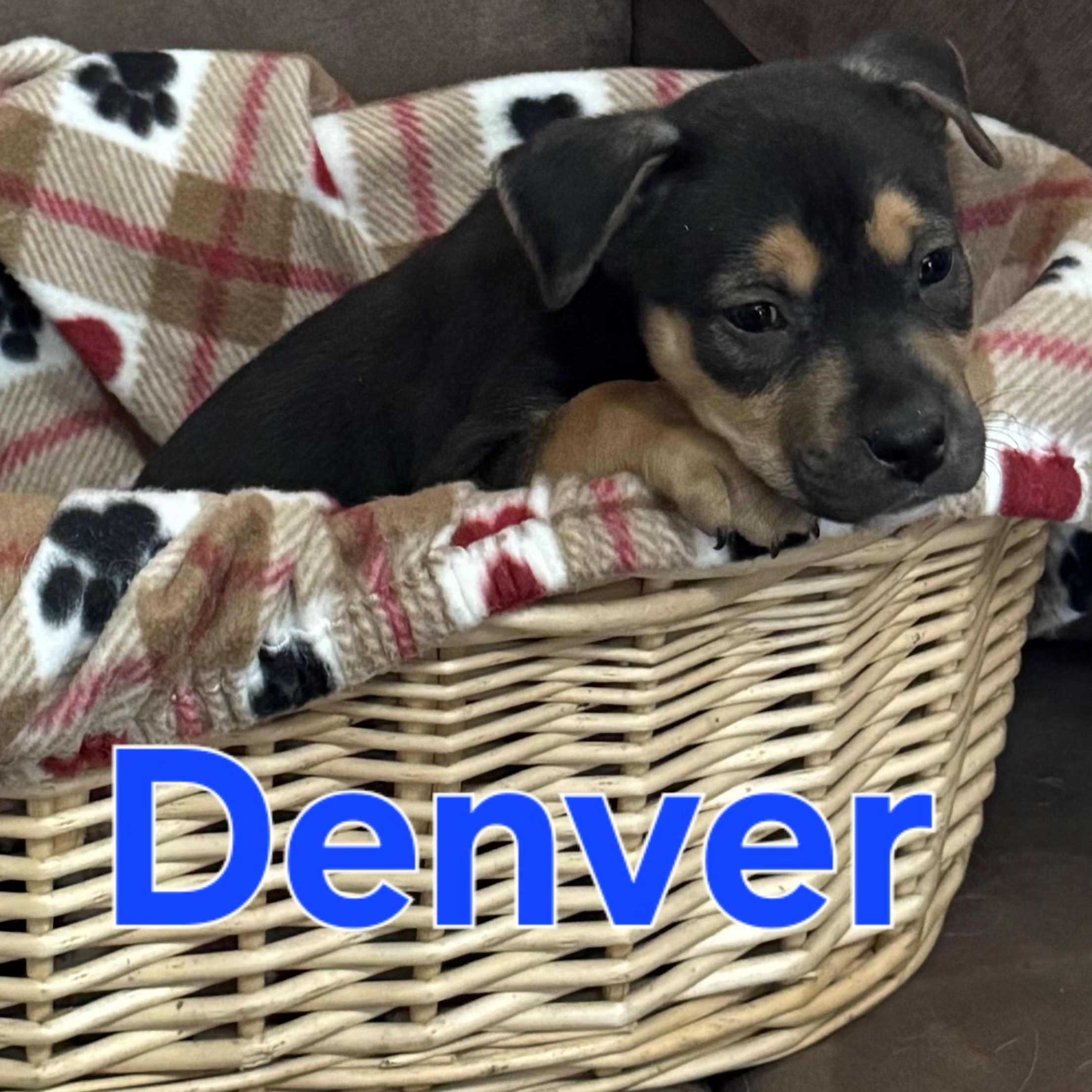Enlarge Denver, an adopted mixed breed in Dallas, TX image 2/6