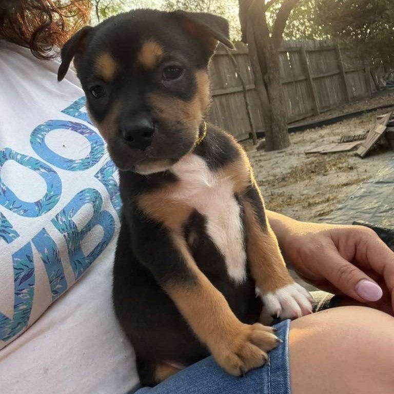 Enlarge Denver, an adopted mixed breed in Dallas, TX image 3/6