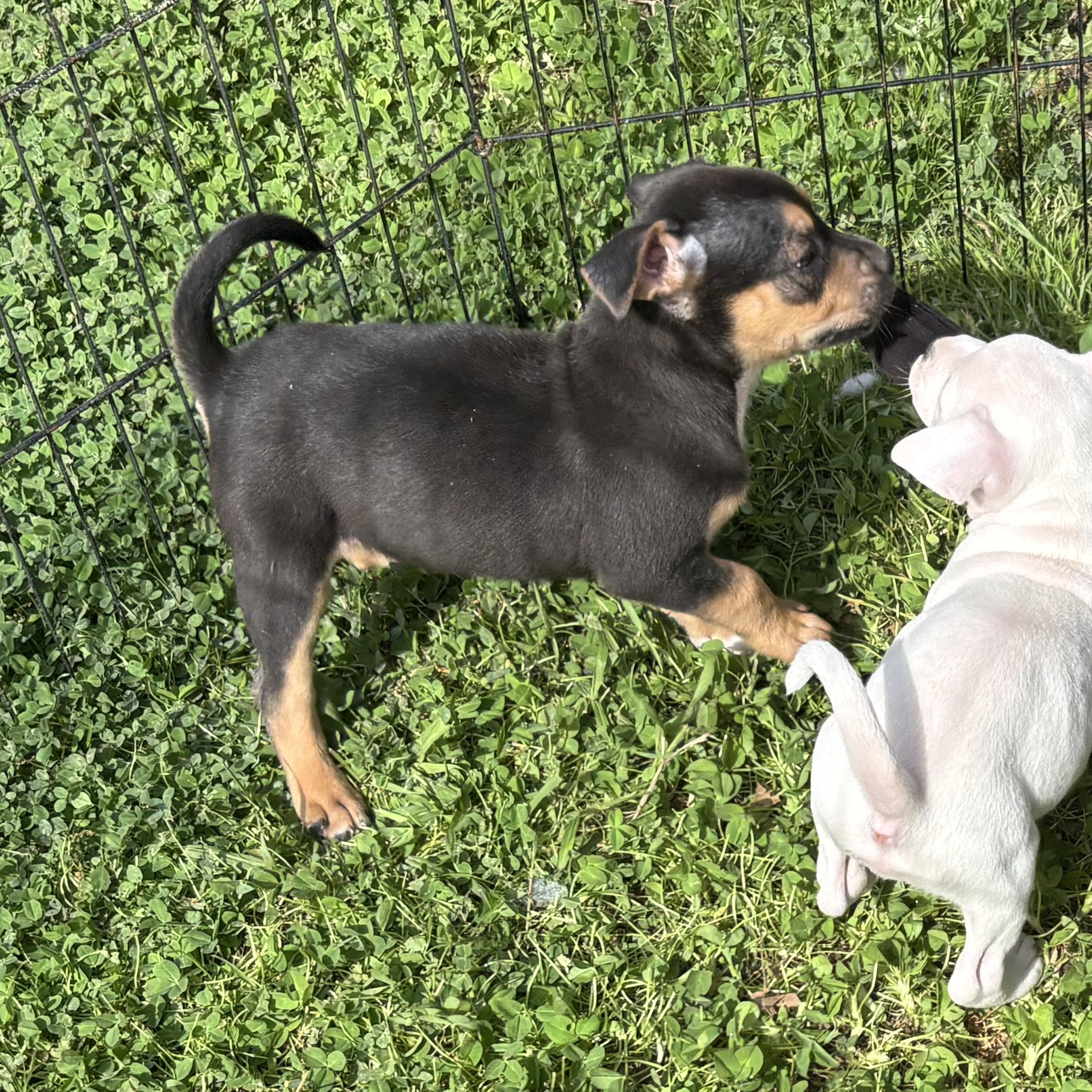 Enlarge Denver, an adopted mixed breed in Dallas, TX image 4/6