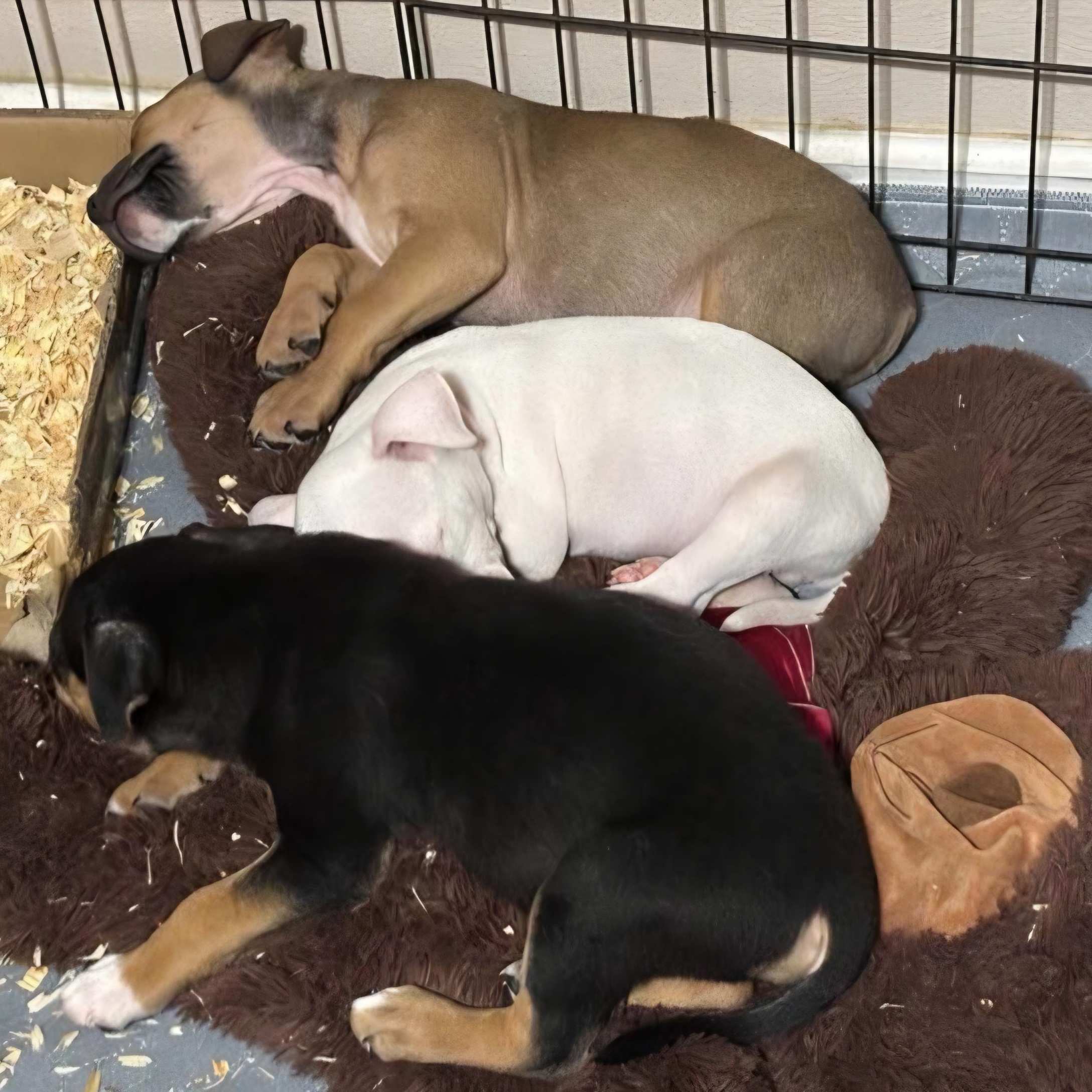 Enlarge Denver, an adopted mixed breed in Dallas, TX image 6/6