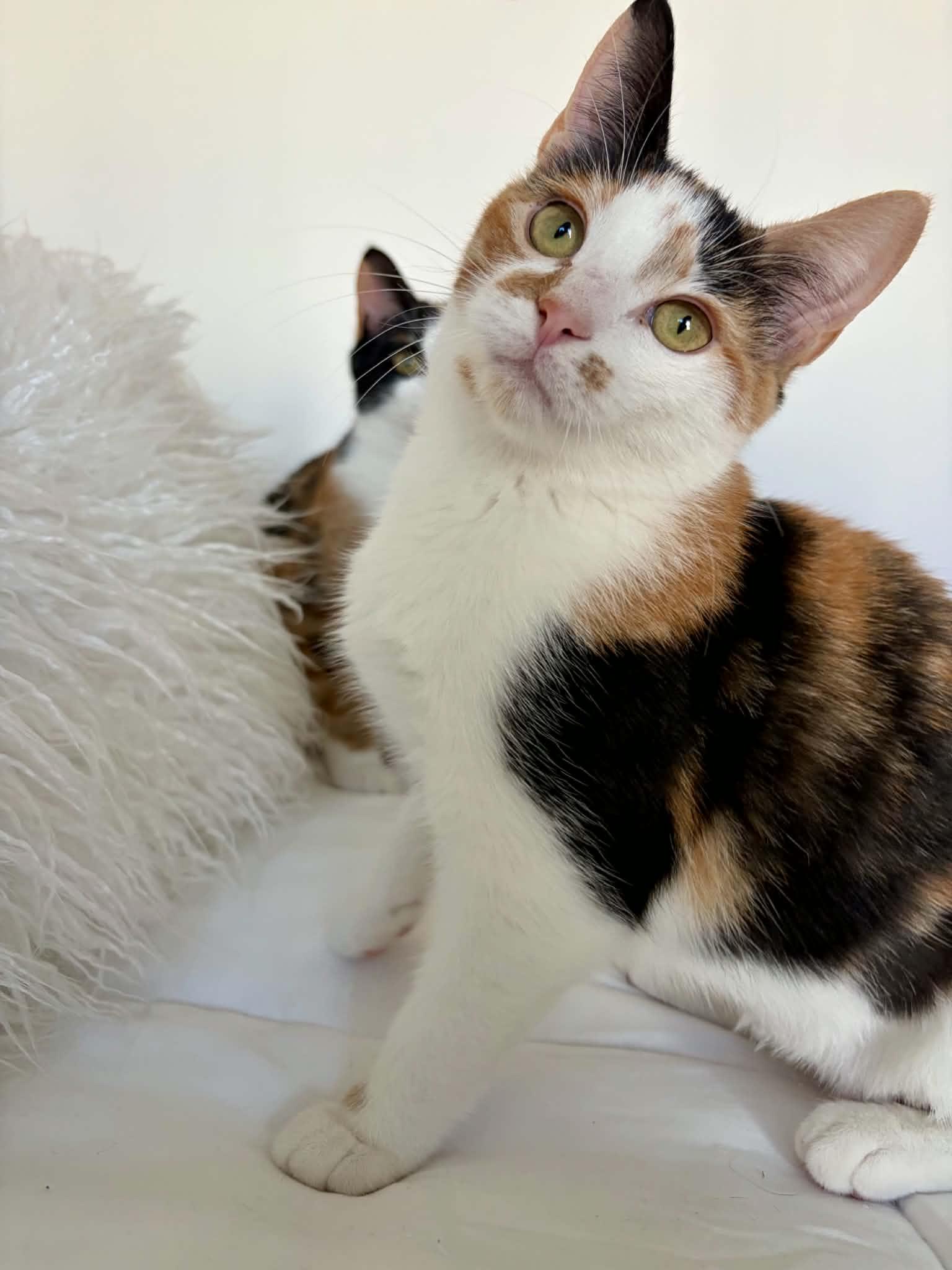 Enlarge Suki, a Adoptable Domestic Short Hair in Raeford, NC image 3/6
