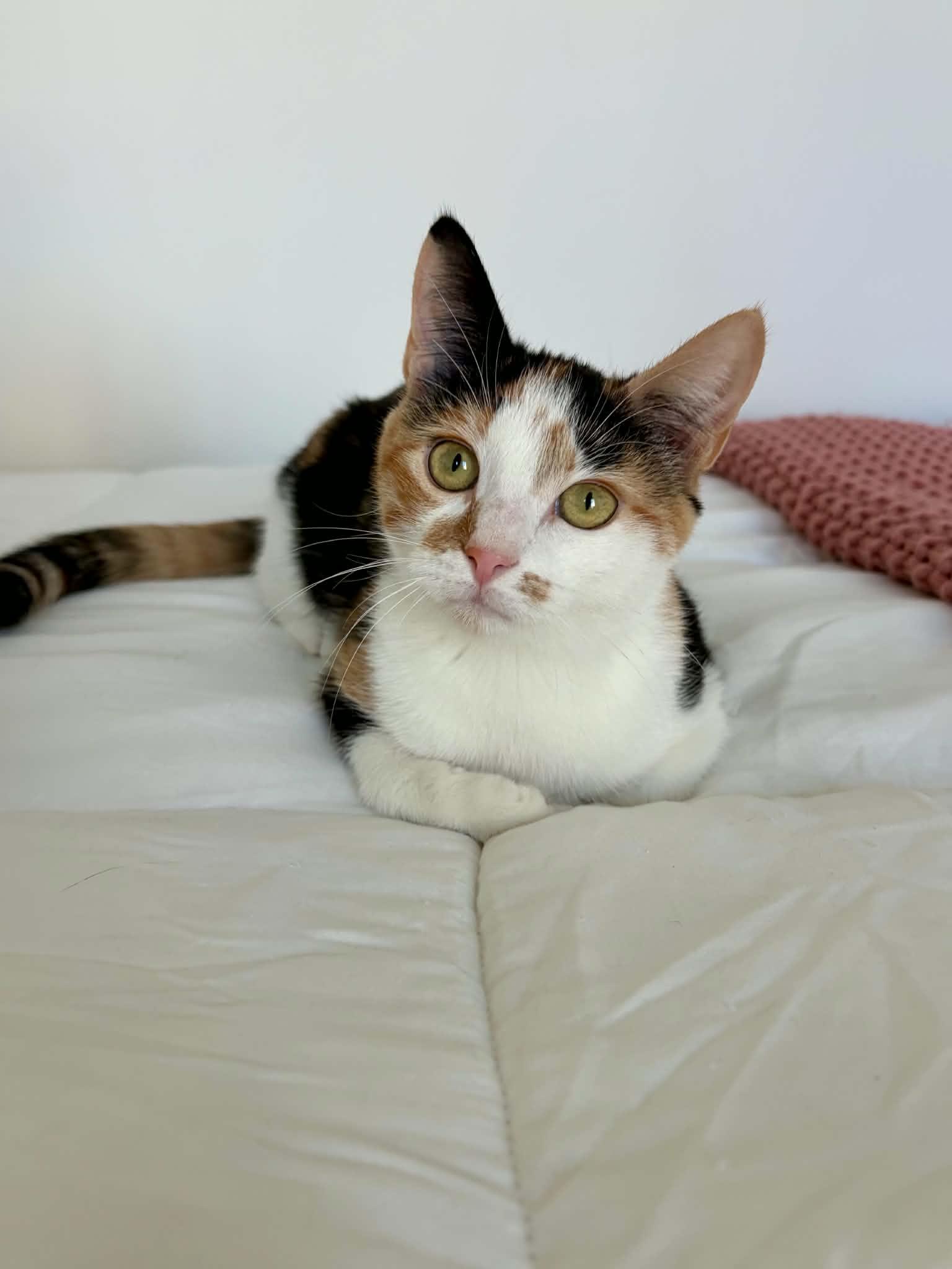 Enlarge Suki, a Adoptable Domestic Short Hair in Raeford, NC image 5/6