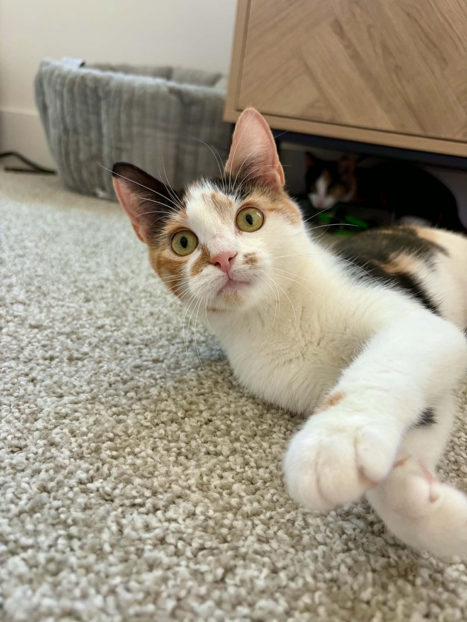 Enlarge Suki, a Adoptable Domestic Short Hair in Raeford, NC image 4/6