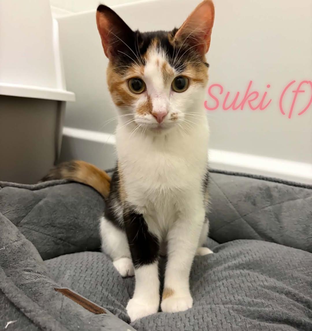 Suki, Adoptable, Kitten Female Domestic Short Hair.
