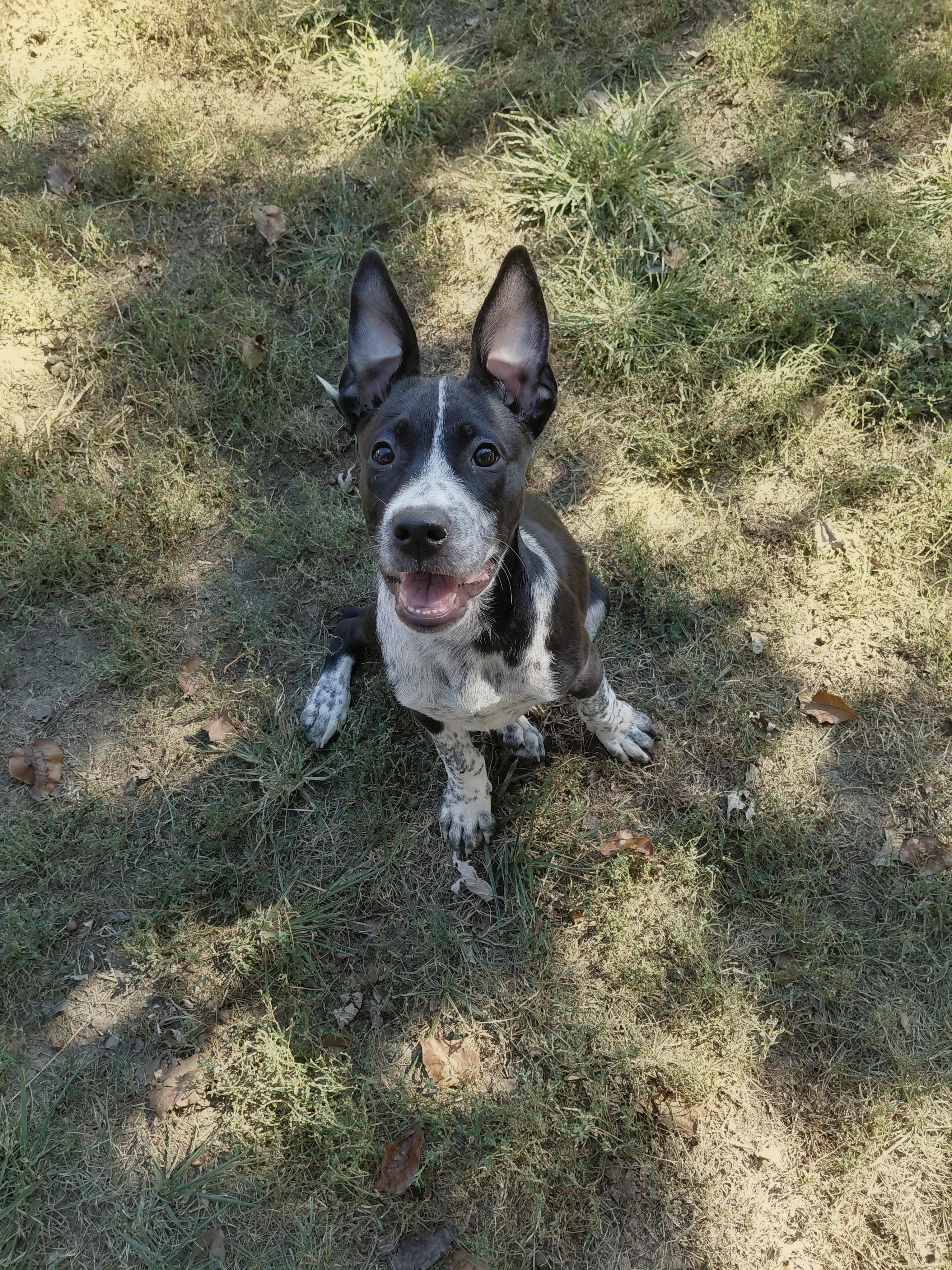 Enlarge Hank, a Adoptable Australian Cattle Dog / Blue Heeler in Columbia, MO image 5/6