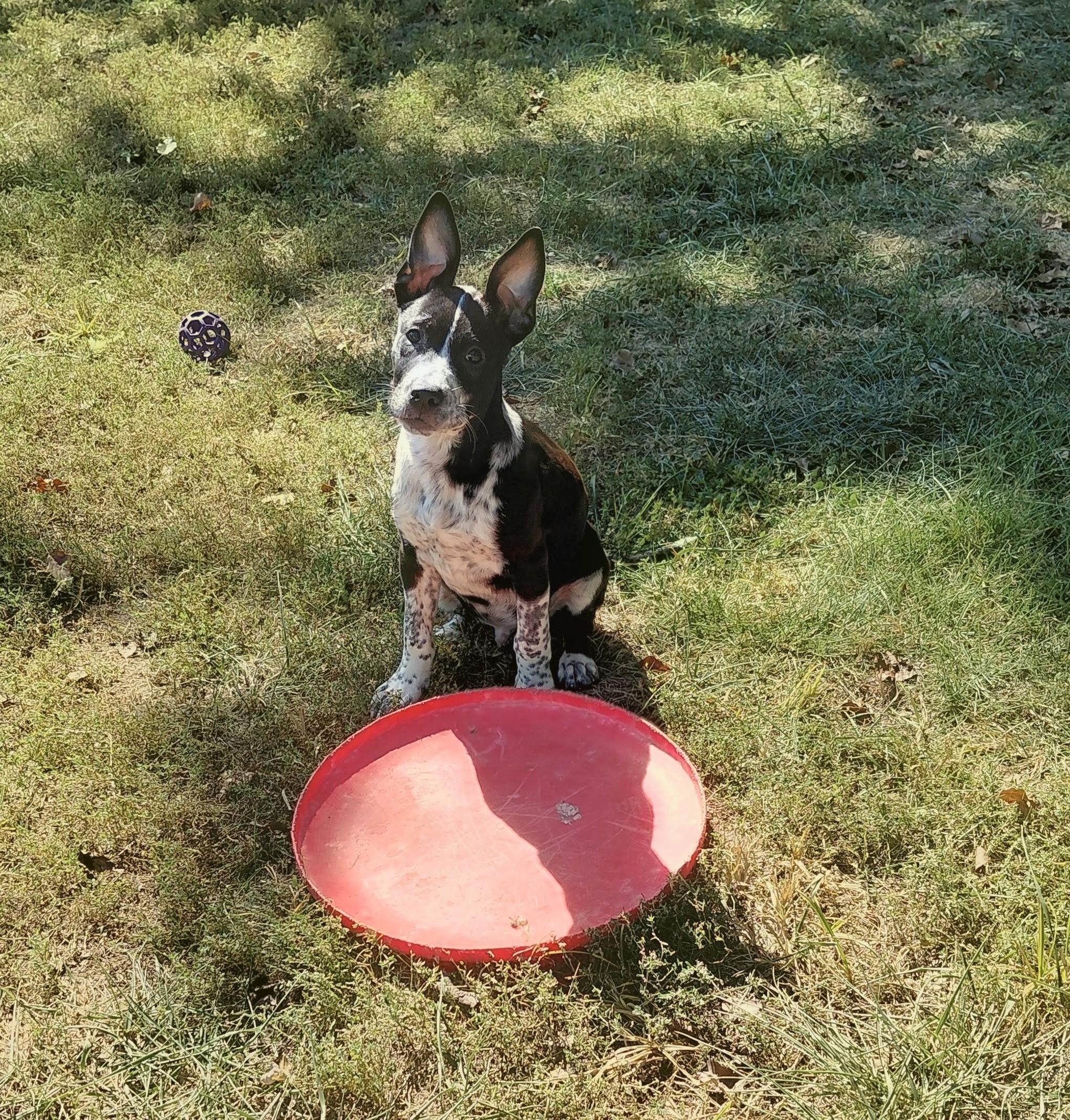 Enlarge Hank, a Adoptable Australian Cattle Dog / Blue Heeler in Columbia, MO image 6/6
