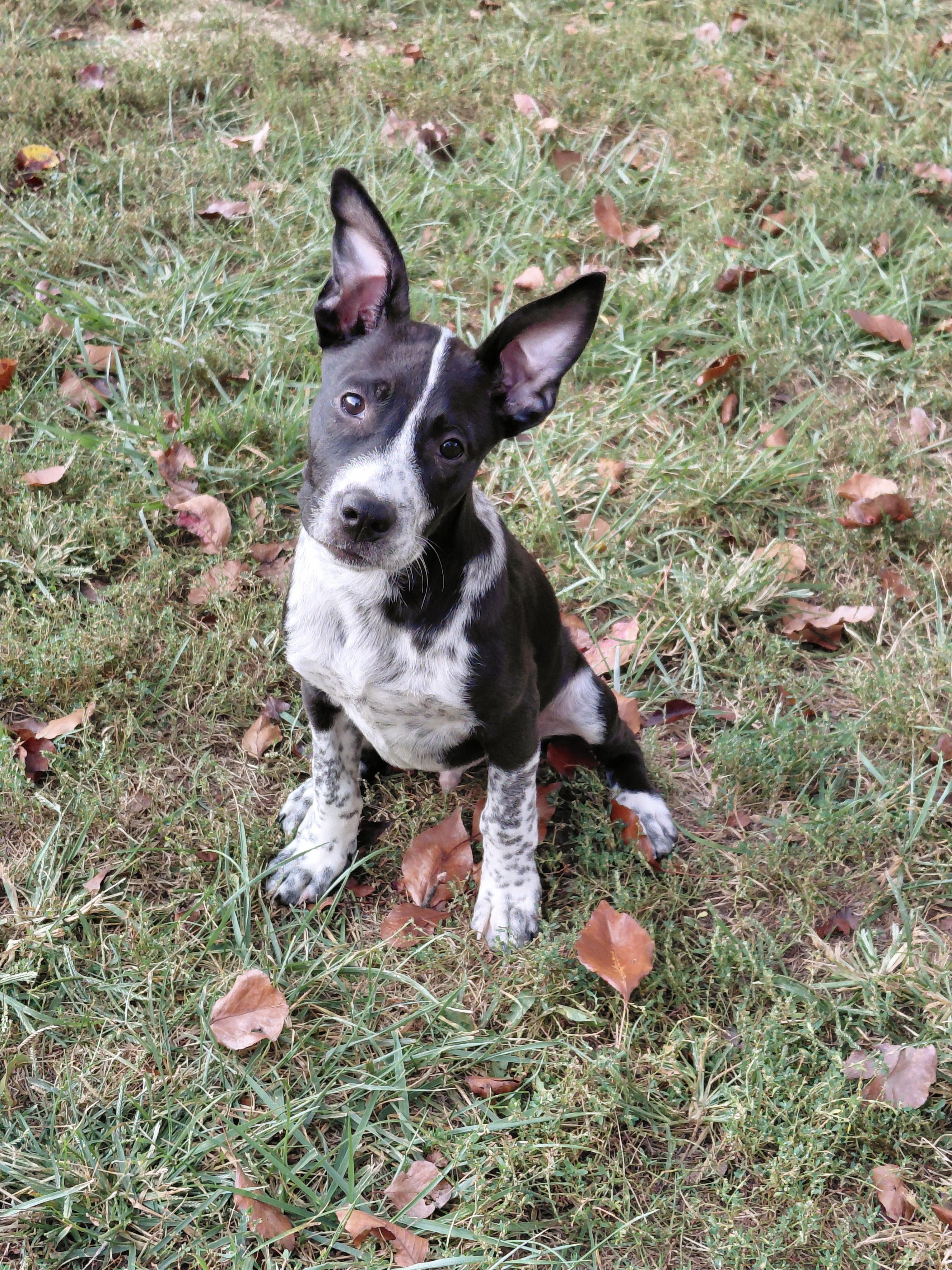 Hank, Adoptable, Young Male Australian Cattle Dog / Blue Heeler.
