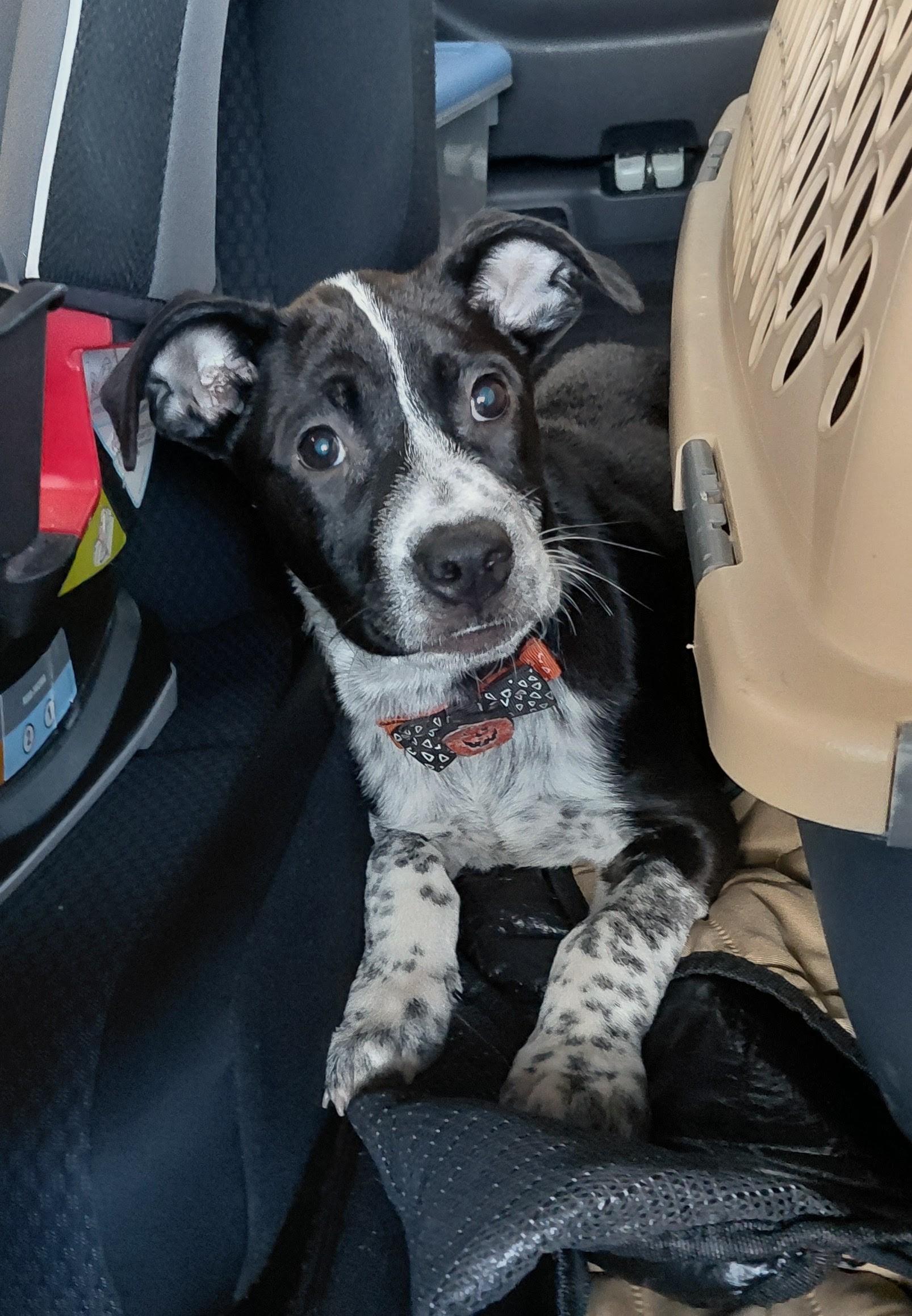Enlarge Hank, a Adoptable Australian Cattle Dog / Blue Heeler in Columbia, MO image 4/6