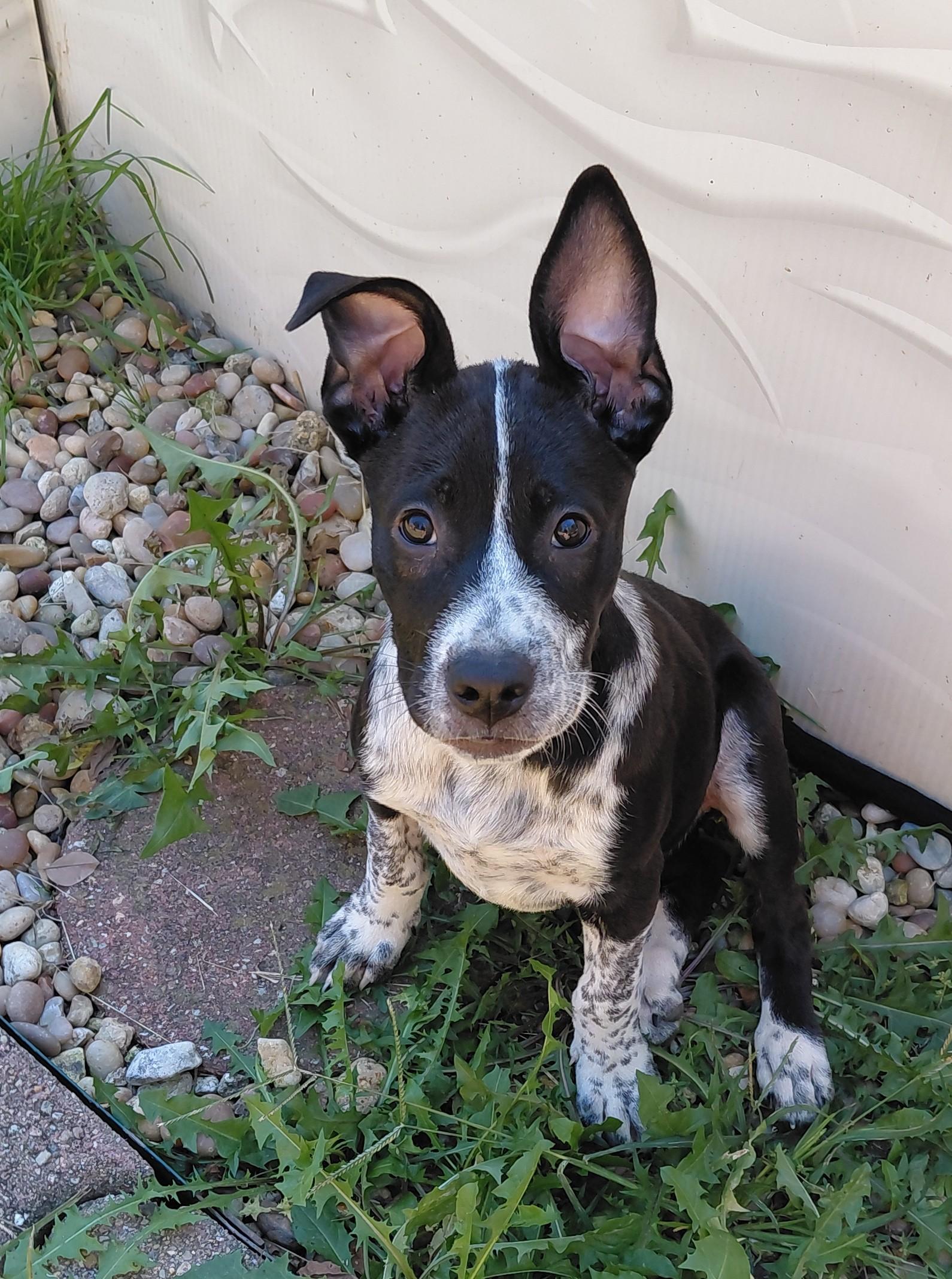 Enlarge Hank, a Adoptable Australian Cattle Dog / Blue Heeler in Columbia, MO image 2/6
