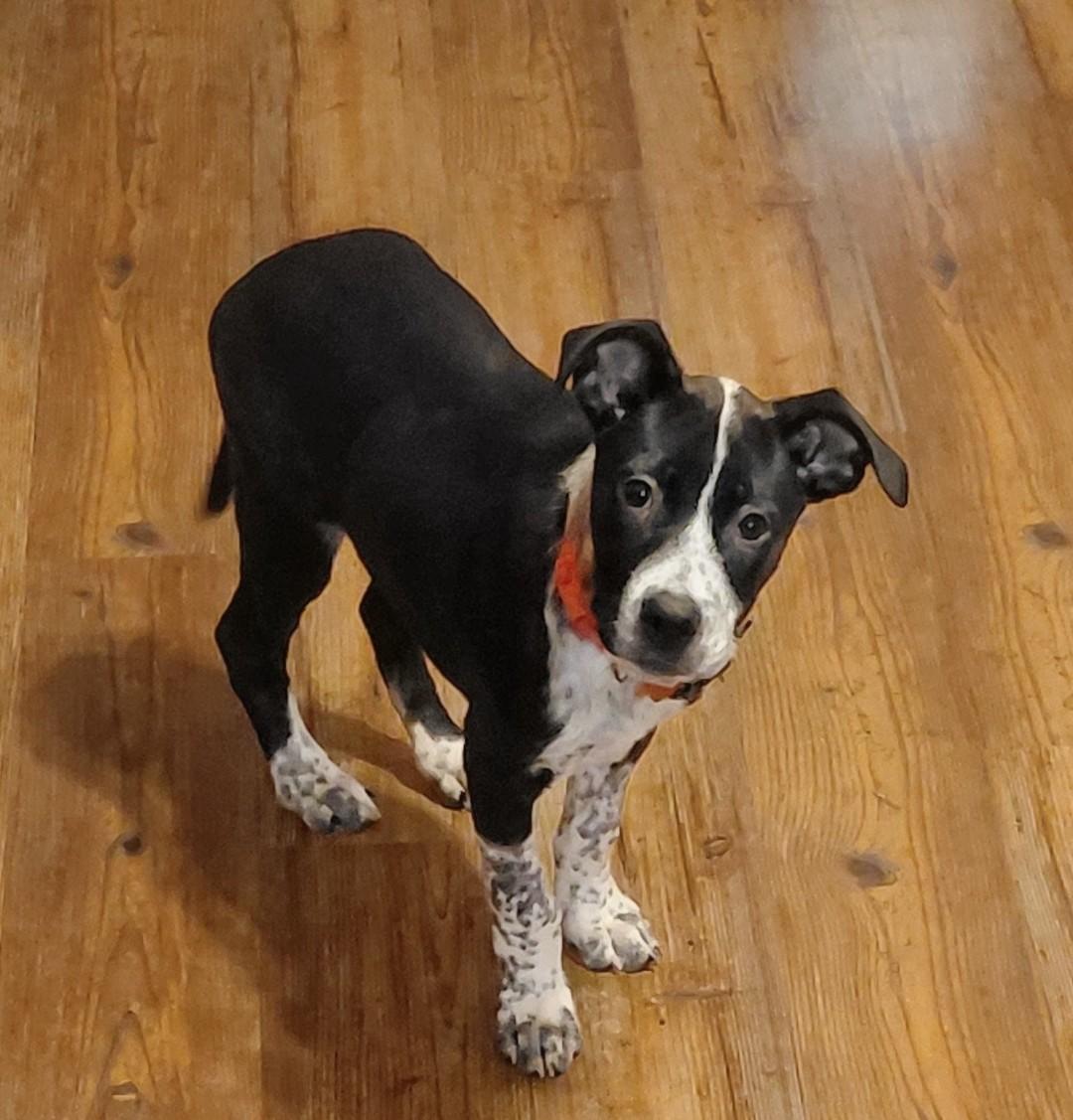 Enlarge Hank, a Adoptable Australian Cattle Dog / Blue Heeler in Columbia, MO image 3/6