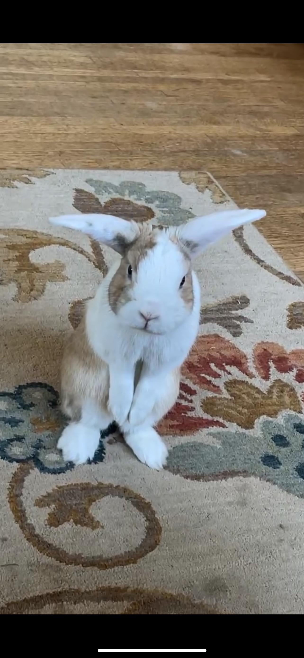 Theo, Adult Male unknown