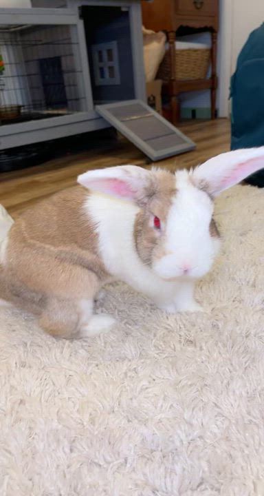 Enlarge Theo, a Adoptable American in Gig Harbor, WA video 2/3