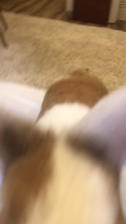 Enlarge Theo, a Adoptable American in Gig Harbor, WA video 3/3