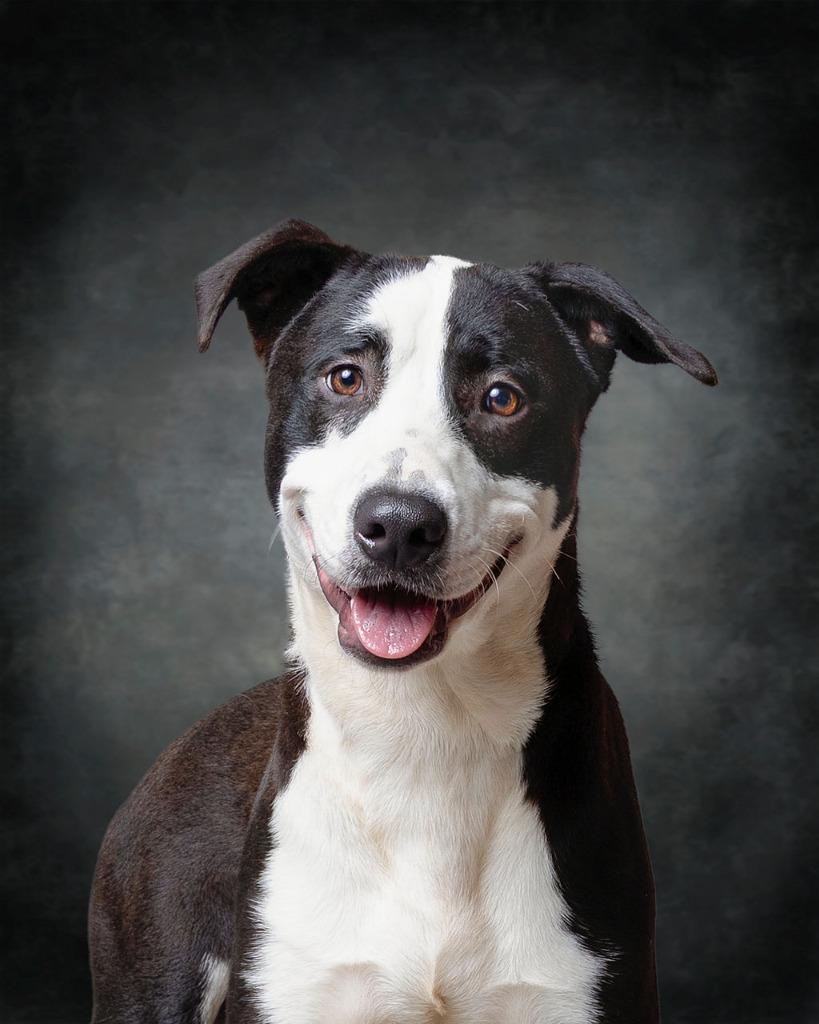 Enlarge Coriander, a Adoptable mixed breed in Rockport, TX image 1/5