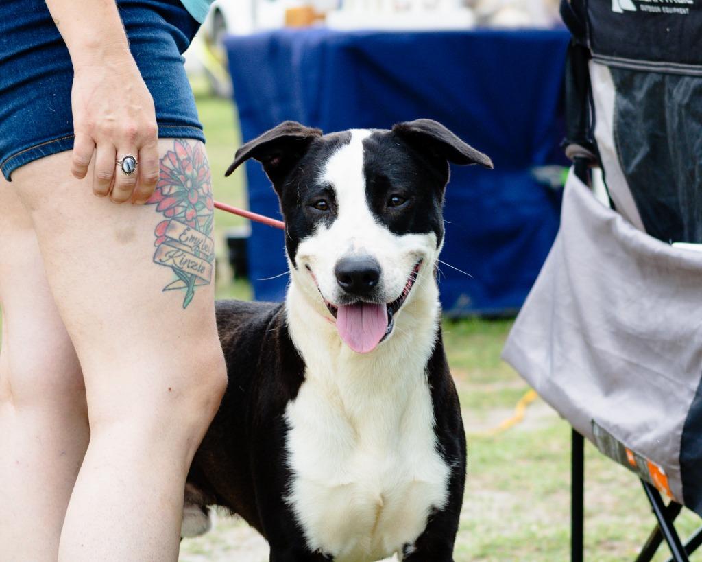 Enlarge Coriander, a Adoptable mixed breed in Rockport, TX image 2/6