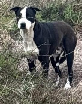Enlarge Coriander, a Adoptable mixed breed in Rockport, TX image 1/2