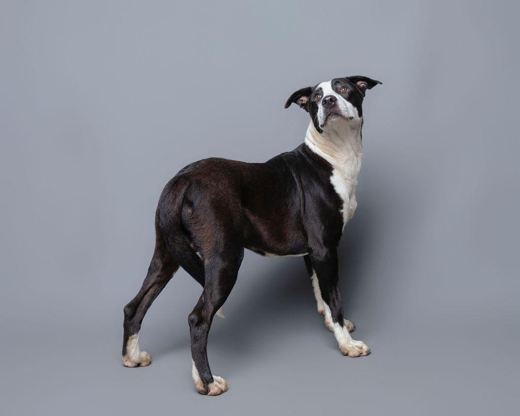 Enlarge Coriander, a Adoptable mixed breed in Rockport, TX image 3/5