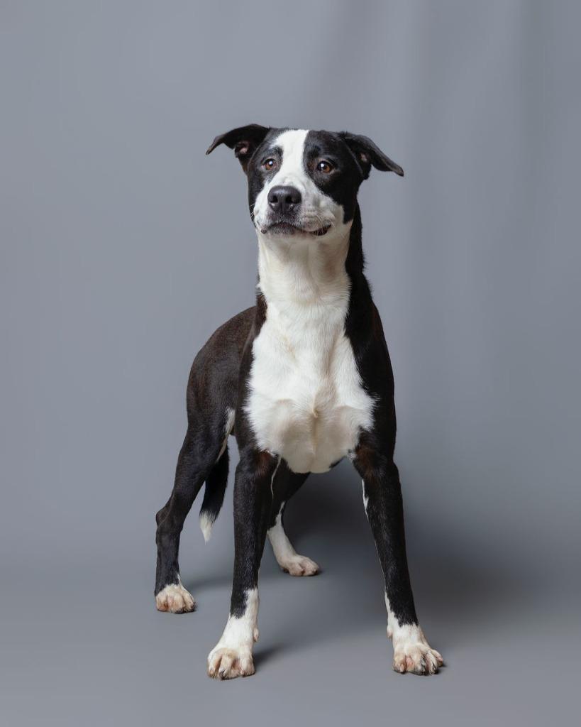 Enlarge Coriander, a Adoptable mixed breed in Rockport, TX image 4/5