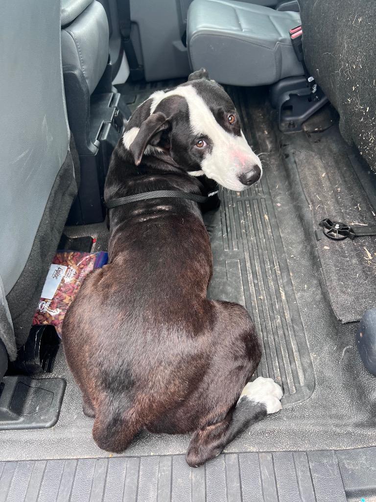 Enlarge Coriander, a Adoptable mixed breed in Rockport, TX image 2/2