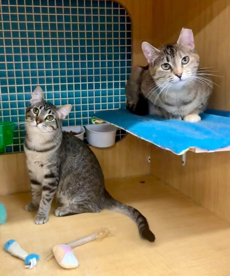 Ladybird & Sylvia , ADOPTABLE, Young Female Domestic Short Hair.