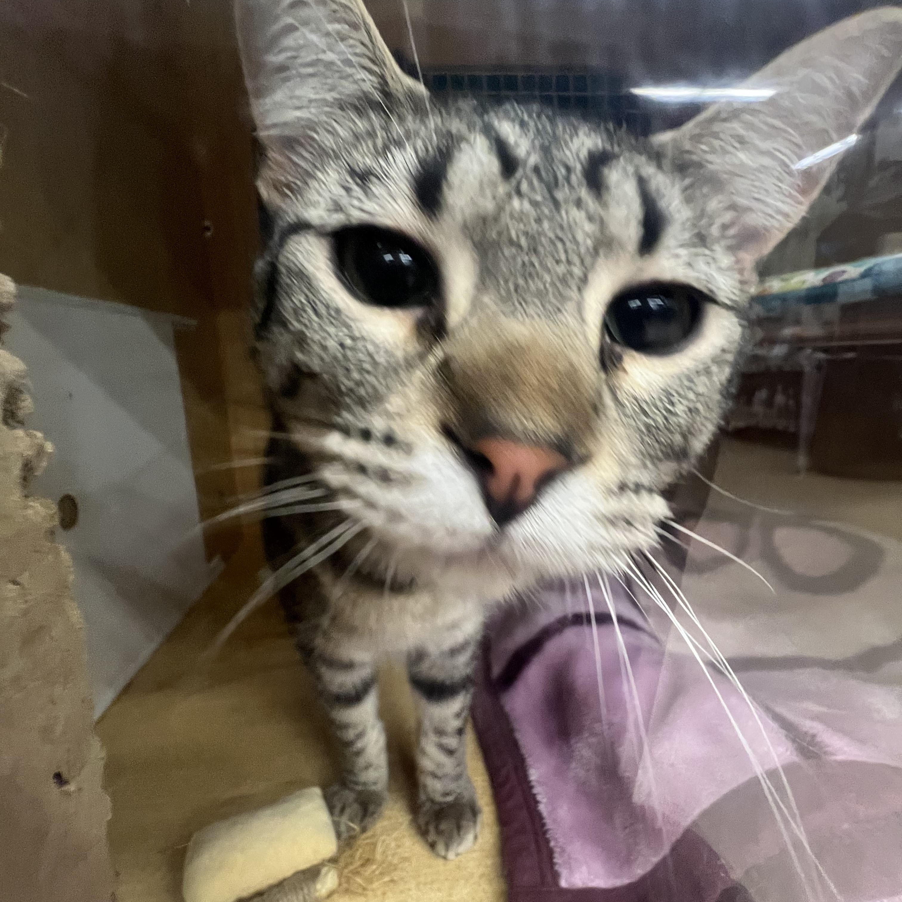 Enlarge Ladybird & Sylvia , a ADOPTABLE Domestic Short Hair in Manhattan, KS image 2/2