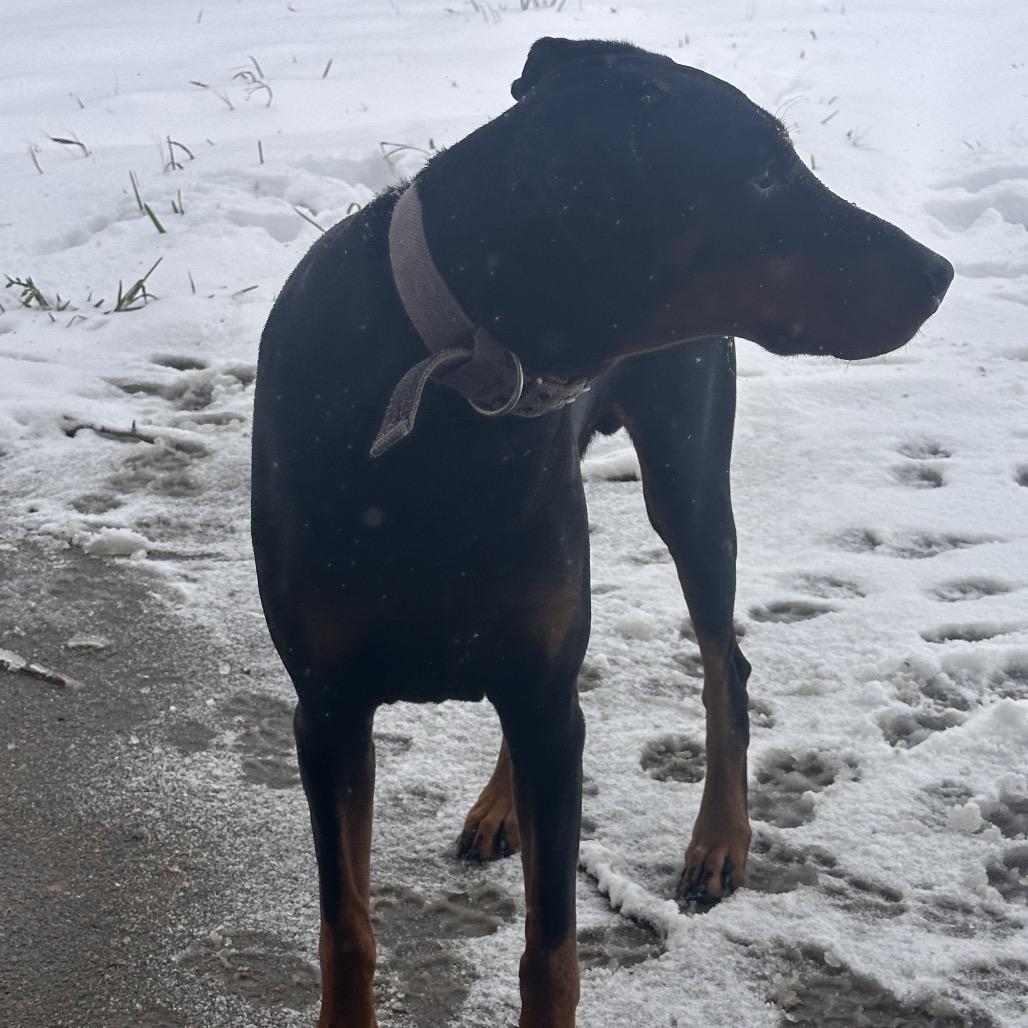 Prince Westmere (Benefactor Dog), adopted, Adult Male Doberman Pinscher.