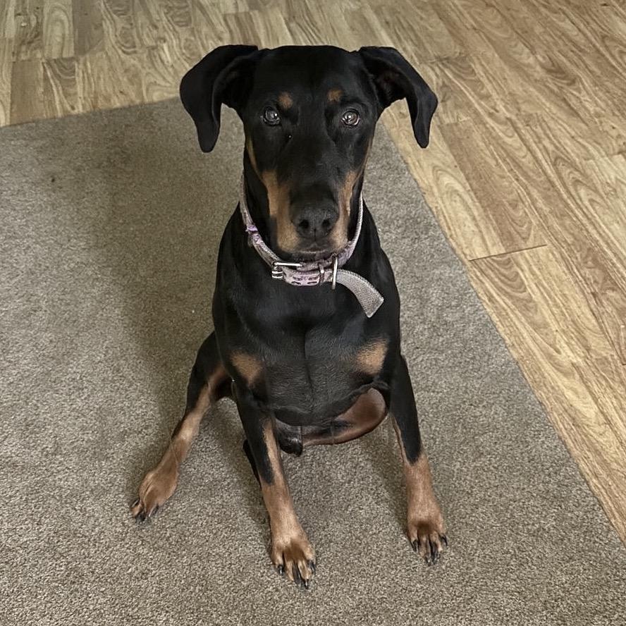 Prince Westmere (Benefactor Dog), adopted, Adult Male Doberman Pinscher.