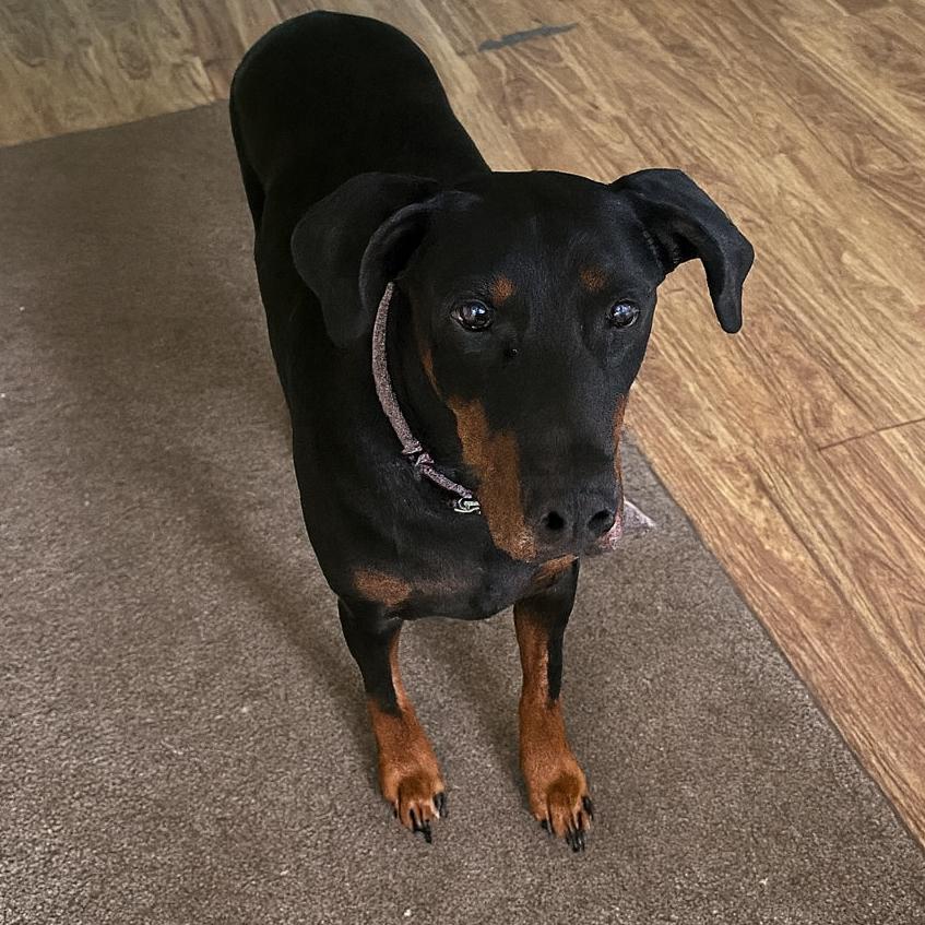 Prince Westmere (Benefactor Dog), an adopted Doberman Pinscher in New Orleans, LA image 2/2