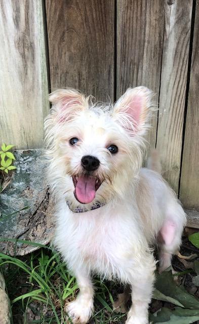 Athena, Adult Female Terrier