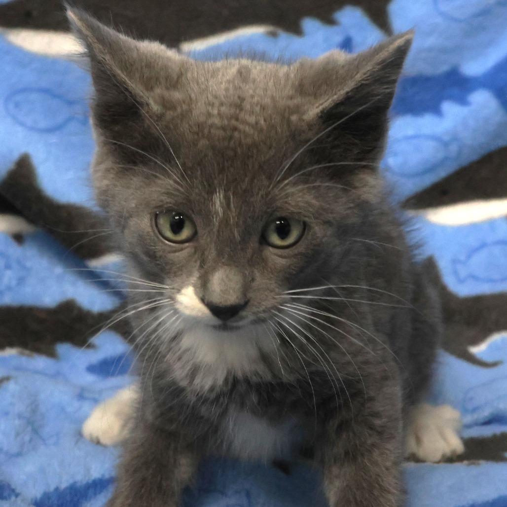 Enlarge Amari, a Adoptable Domestic Short Hair in Chaska, MN image 1/3